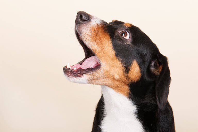 愛犬の鳴き声で気持ちを理解しよう~快適に暮らすためのしつけも解説~